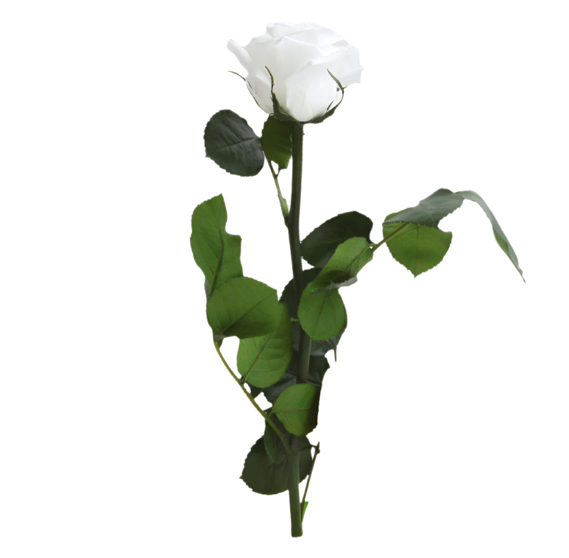 White preserved rose with green leaves on a white background