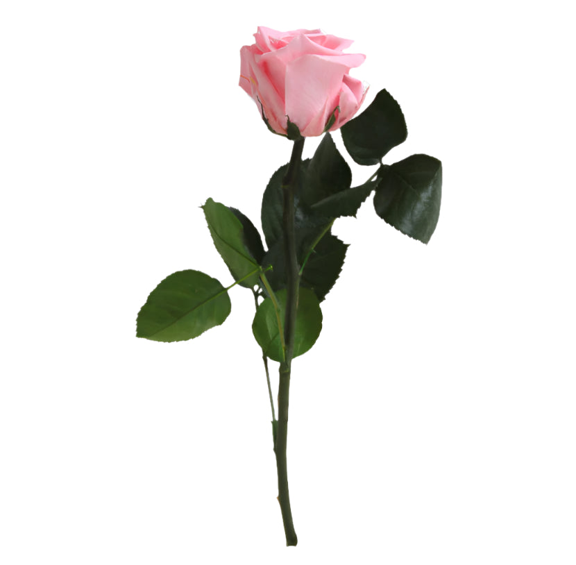 Pastel pink mini rose with stem in a gift box