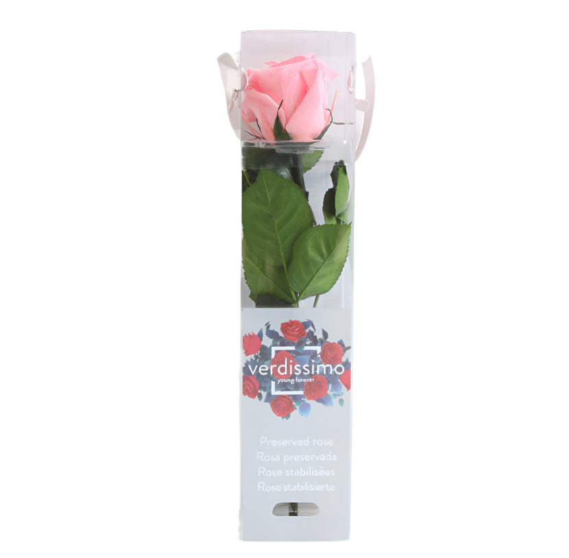 Pastel pink mini rose with stem in a gift box