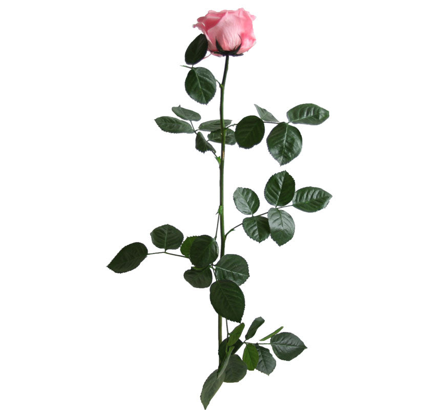 Premium pastel pink rose with stem