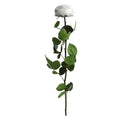Premium white rose with stem