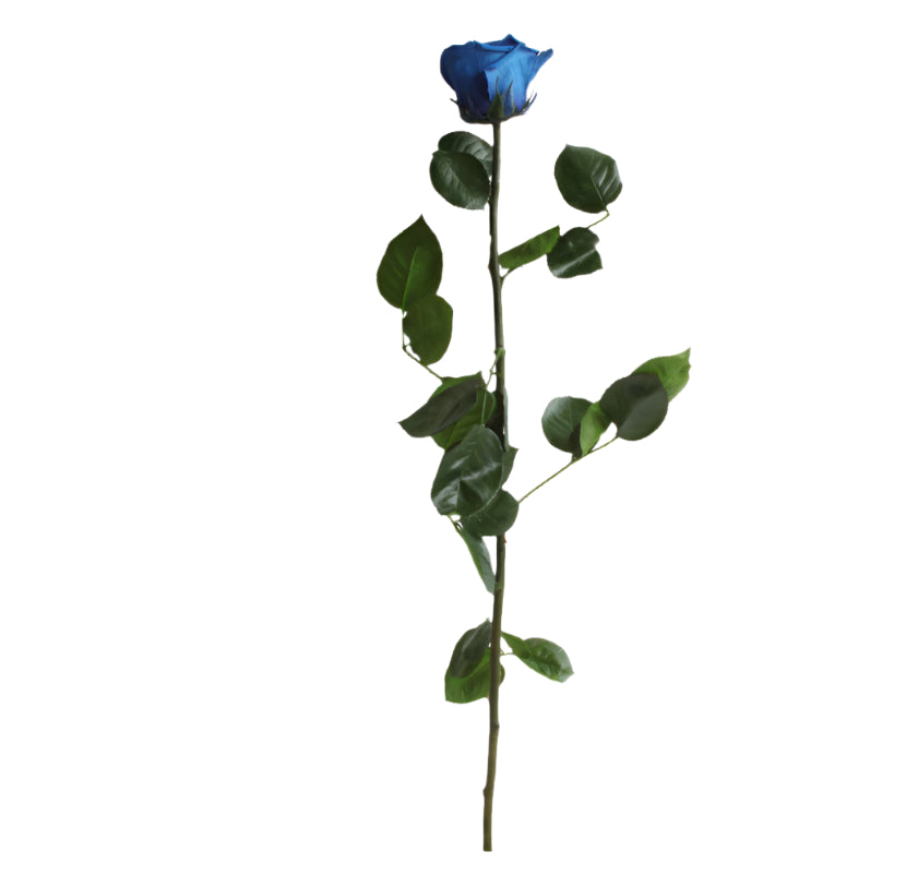 Dark blue rose with stem standard 