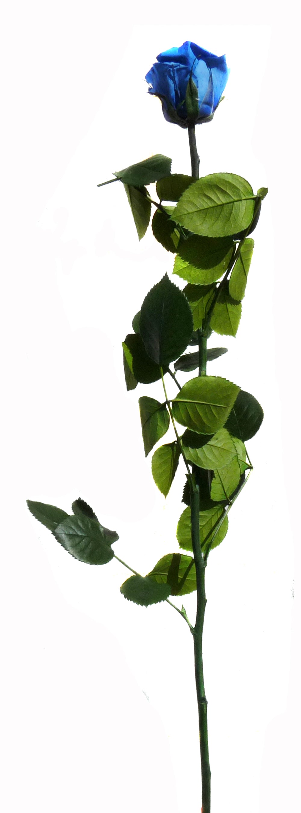 Royal blue rose with stem standard 