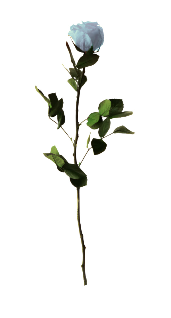 Light blue rose with stem standard 