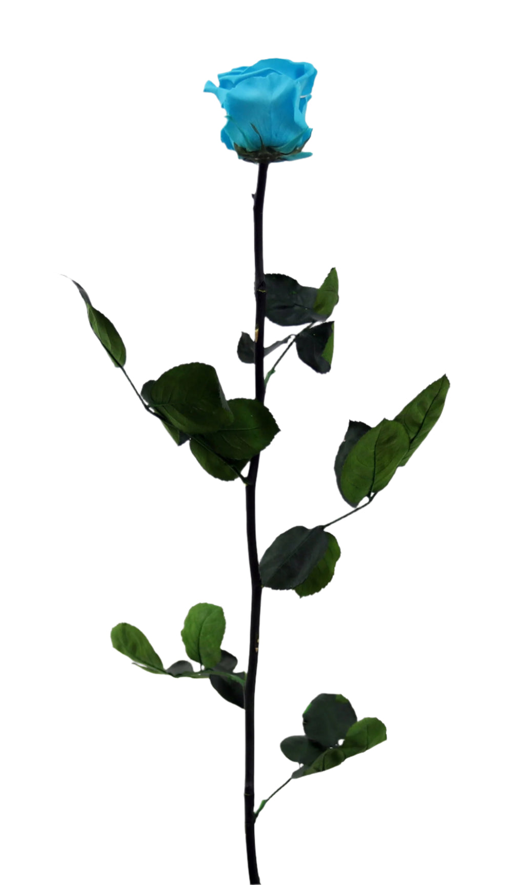 Turquoise rose with stem standard 