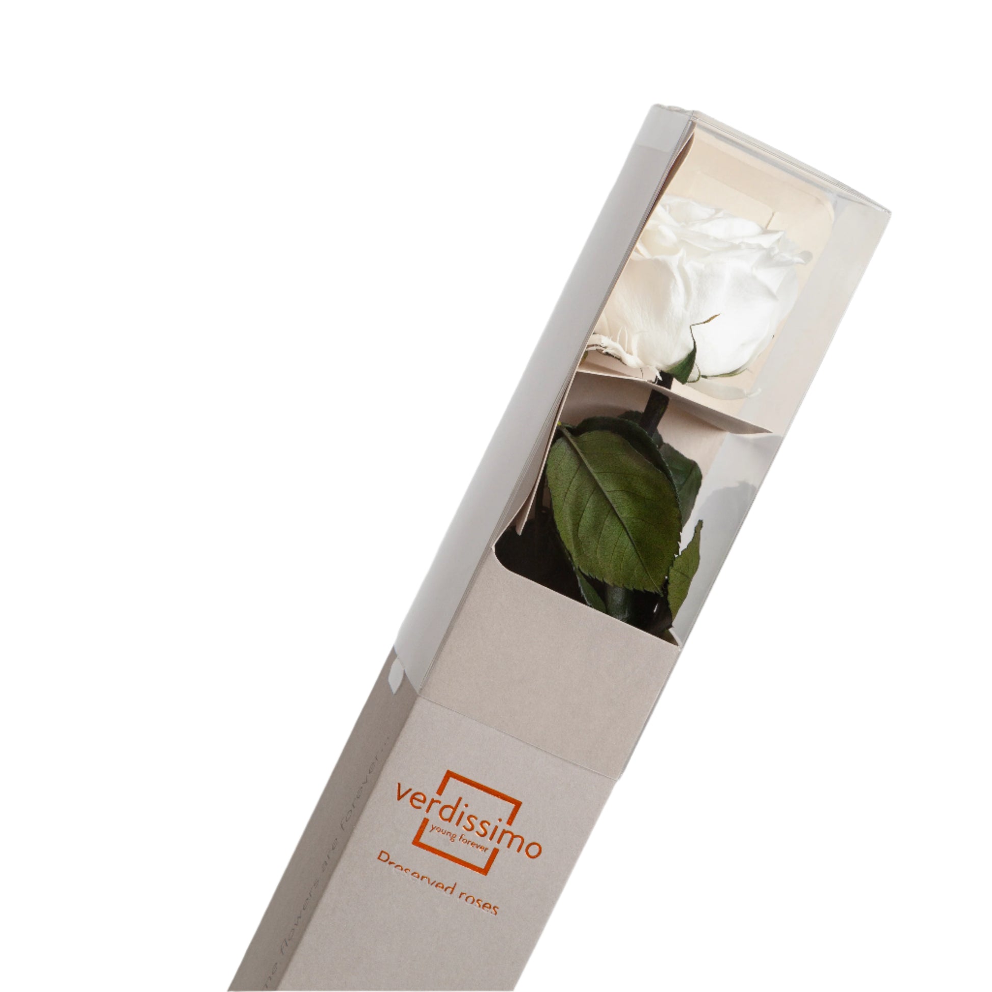 White rose with stem in a gift box