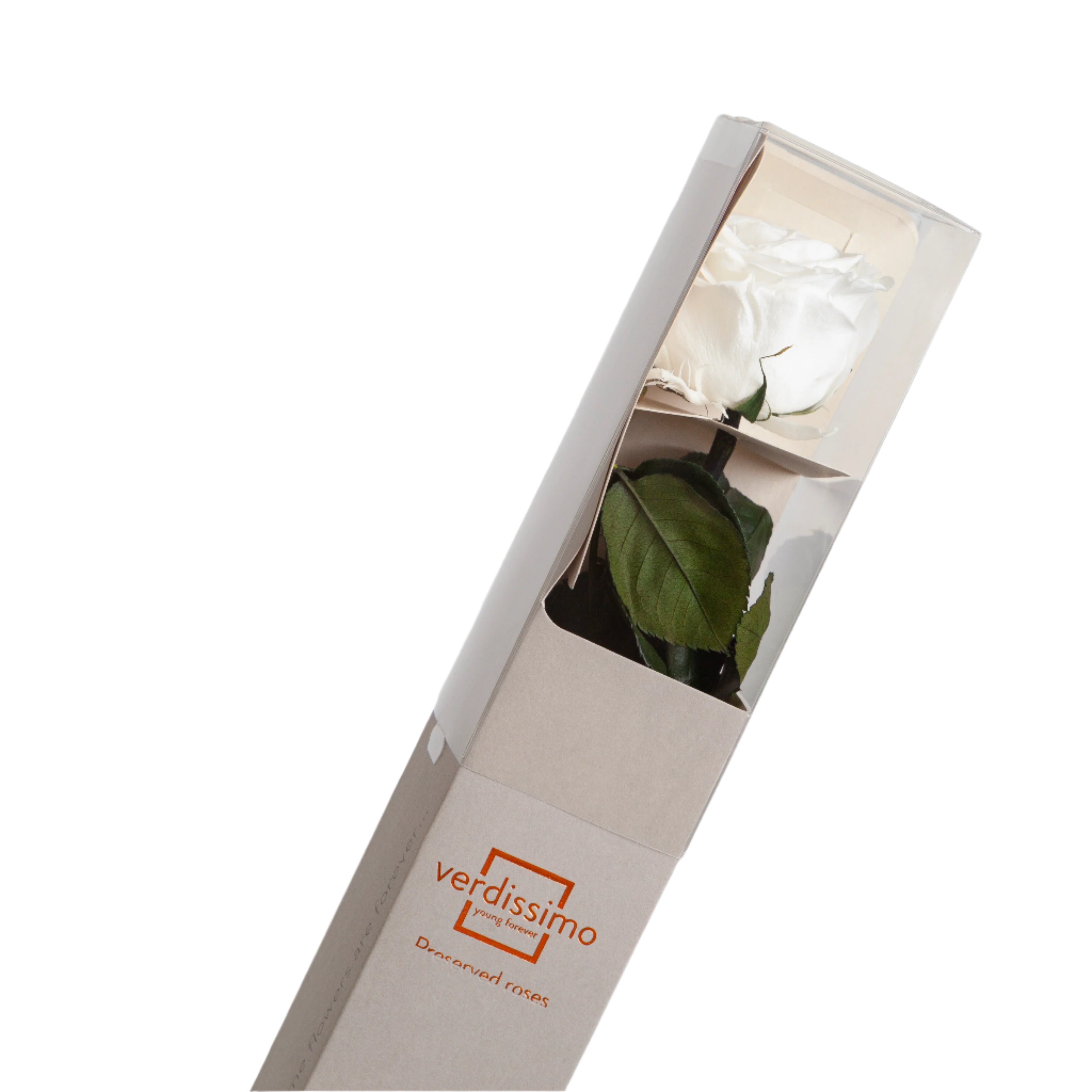 White rose with stem in a gift box